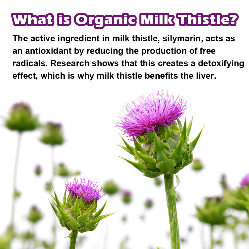 Tecepec® Organic Milk Thistle Extract | 12000mg Equivalent 30:1 High Potency Complex with Silymarin Flavonoids, Powerful Antioxidant, Liver Health & Detox Support
