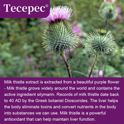 Tecepec® Organic Milk Thistle Extract | 12000mg Equivalent 30:1 High Potency Complex with Silymarin Flavonoids, Powerful Antioxidant, Liver Health & Detox Support