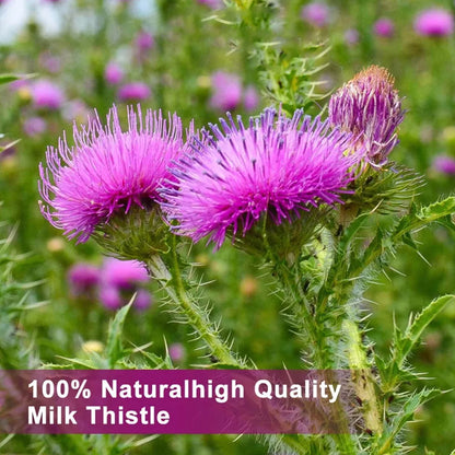 Tecepec® Organic Milk Thistle Extract | 12000mg Equivalent 30:1 High Potency Complex with Silymarin Flavonoids, Powerful Antioxidant, Liver Health & Detox Support